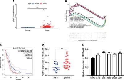 The Long Non-Coding RNA HOXC-AS3 Promotes Glioma Progression by Sponging miR-216 to Regulate F11R Expression